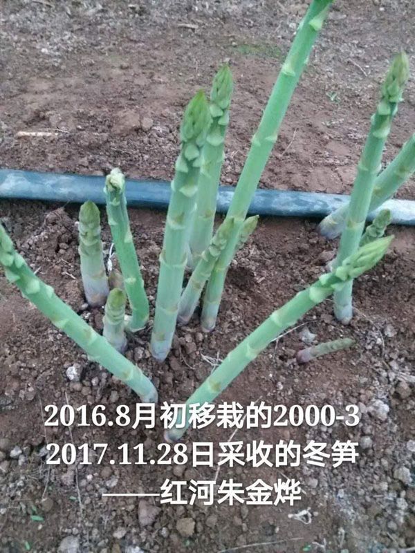 蘆筍小苗的種植方法